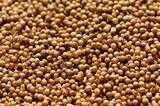 芫荽籽coriander seed